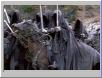 Nazgul on horseback