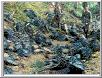 Dead Orcs