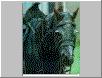 Nazgul steed